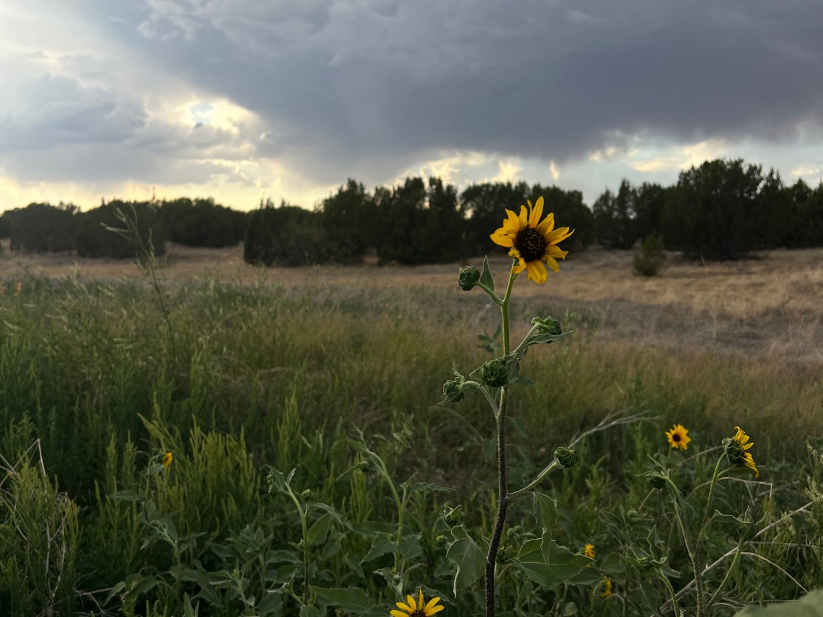 The Fall – A&nbsp;Poem