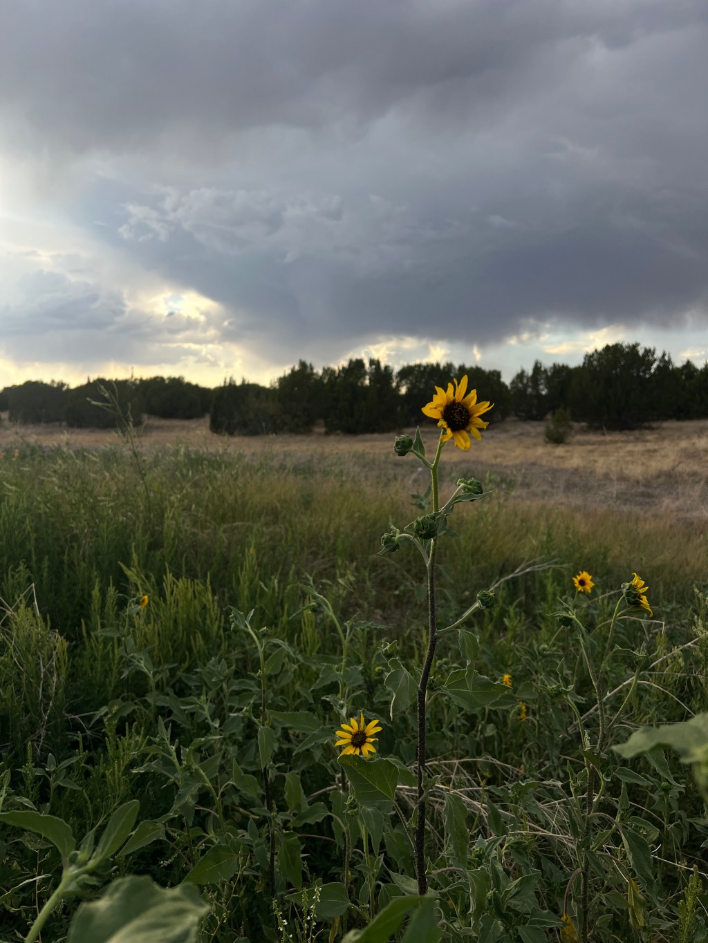 The Fall – A&nbsp;Poem